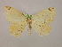  ( - BC ZSM Lep 16470)  @13 [ ] CreativeCommons - Attribution Non-Commercial Share-Alike (2010) Unspecified SNSB, Zoologische Staatssammlung Muenchen
