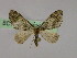  ( - BC ZSM Lep 16489)  @13 [ ] CreativeCommons - Attribution Non-Commercial Share-Alike (2010) Unspecified SNSB, Zoologische Staatssammlung Muenchen