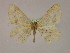  ( - BC ZSM Lep 16495)  @13 [ ] CreativeCommons - Attribution Non-Commercial Share-Alike (2010) Unspecified SNSB, Zoologische Staatssammlung Muenchen