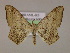  ( - BC ZSM Lep 17096)  @11 [ ] CreativeCommons - Attribution Non-Commercial Share-Alike (2010) Unspecified SNSB, Zoologische Staatssammlung Muenchen