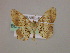  ( - BC ZSM Lep 17113)  @11 [ ] CreativeCommons - Attribution Non-Commercial Share-Alike (2010) Unspecified SNSB, Zoologische Staatssammlung Muenchen