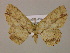  (Cyclophora melitiaAM01Br - BC ZSM Lep 17116)  @13 [ ] CreativeCommons - Attribution Non-Commercial Share-Alike (2010) Unspecified SNSB, Zoologische Staatssammlung Muenchen