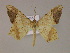  ( - BC ZSM Lep 17117)  @11 [ ] CreativeCommons - Attribution Non-Commercial Share-Alike (2010) Unspecified SNSB, Zoologische Staatssammlung Muenchen