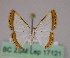  (Leuciris AM01Br - BC ZSM Lep 17121)  @11 [ ] CreativeCommons - Attribution Non-Commercial Share-Alike (2010) Unspecified SNSB, Zoologische Staatssammlung Muenchen