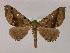  (Pero AM02Pe - BC ZSM Lep 17132)  @11 [ ] CreativeCommons - Attribution Non-Commercial Share-Alike (2010) Unspecified SNSB, Zoologische Staatssammlung Muenchen