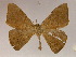  ( - BC ZSM Lep 17141)  @13 [ ] CreativeCommons - Attribution Non-Commercial Share-Alike (2010) Unspecified SNSB, Zoologische Staatssammlung Muenchen
