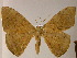  ( - BC ZSM Lep 17144)  @14 [ ] CreativeCommons - Attribution Non-Commercial Share-Alike (2010) Unspecified SNSB, Zoologische Staatssammlung Muenchen