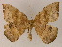  ( - BC ZSM Lep 17147)  @13 [ ] CreativeCommons - Attribution Non-Commercial Share-Alike (2010) Unspecified SNSB, Zoologische Staatssammlung Muenchen