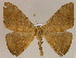  ( - BC ZSM Lep 17150)  @11 [ ] CreativeCommons - Attribution Non-Commercial Share-Alike (2010) Unspecified SNSB, Zoologische Staatssammlung Muenchen