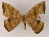  ( - BC ZSM Lep 17151)  @13 [ ] CreativeCommons - Attribution Non-Commercial Share-Alike (2010) Unspecified SNSB, Zoologische Staatssammlung Muenchen