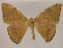  ( - BC ZSM Lep 17153)  @15 [ ] CreativeCommons - Attribution Non-Commercial Share-Alike (2010) Unspecified SNSB, Zoologische Staatssammlung Muenchen
