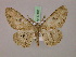  (Zeuctoboarmia MS02Tz - BC ZSM Lep 17163)  @11 [ ] CreativeCommons - Attribution Non-Commercial Share-Alike (2010) Unspecified SNSB, Zoologische Staatssammlung Muenchen