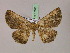  ( - BC ZSM Lep 17168)  @11 [ ] CreativeCommons - Attribution Non-Commercial Share-Alike (2010) Unspecified SNSB, Zoologische Staatssammlung Muenchen