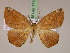  (Epigynopteryx MS02Tz - BC ZSM Lep 17186)  @14 [ ] CreativeCommons - Attribution Non-Commercial Share-Alike (2010) Unspecified SNSB, Zoologische Staatssammlung Muenchen