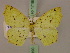  (Epigynopteryx impunctataMS01Tz - BC ZSM Lep 17189)  @13 [ ] CreativeCommons - Attribution Non-Commercial Share-Alike (2010) Unspecified SNSB, Zoologische Staatssammlung Muenchen