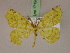  (Epigynopteryx MS06Ta - BC ZSM Lep 17190)  @13 [ ] CreativeCommons - Attribution Non-Commercial Share-Alike (2010) Unspecified SNSB, Zoologische Staatssammlung Muenchen