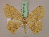  (Epigynopteryx MS01Tz - BC ZSM Lep 17191)  @13 [ ] CreativeCommons - Attribution Non-Commercial Share-Alike (2010) Unspecified SNSB, Zoologische Staatssammlung Muenchen