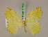  (Epigynopteryx MS03Tz - BC ZSM Lep 17193)  @14 [ ] CreativeCommons - Attribution Non-Commercial Share-Alike (2010) Unspecified SNSB, Zoologische Staatssammlung Muenchen