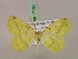  ( - BC ZSM Lep 17195)  @13 [ ] CreativeCommons - Attribution Non-Commercial Share-Alike (2010) Unspecified SNSB, Zoologische Staatssammlung Muenchen