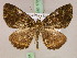  (Xylopteryx MS01Tz - BC ZSM Lep 17200)  @13 [ ] CreativeCommons - Attribution Non-Commercial Share-Alike (2010) Unspecified SNSB, Zoologische Staatssammlung Muenchen