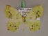  (Epigynopteryx MS04Tz - BC ZSM Lep 17201)  @13 [ ] CreativeCommons - Attribution Non-Commercial Share-Alike (2010) Unspecified SNSB, Zoologische Staatssammlung Muenchen
