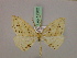  (Epigynopteryx MS12Tz - BC ZSM Lep 17202)  @11 [ ] CreativeCommons - Attribution Non-Commercial Share-Alike (2010) Unspecified SNSB, Zoologische Staatssammlung Muenchen