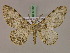  ( - BC ZSM Lep 17206)  @13 [ ] CreativeCommons - Attribution Non-Commercial Share-Alike (2010) Unspecified SNSB, Zoologische Staatssammlung Muenchen
