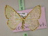  ( - BC ZSM Lep 17208)  @13 [ ] CreativeCommons - Attribution Non-Commercial Share-Alike (2010) Unspecified SNSB, Zoologische Staatssammlung Muenchen