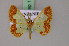  ( - BC ZSM Lep 17210)  @14 [ ] CreativeCommons - Attribution Non-Commercial Share-Alike (2010) Unspecified SNSB, Zoologische Staatssammlung Muenchen