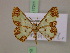  (Zamarada arguta - BC ZSM Lep 17211)  @14 [ ] CreativeCommons - Attribution Non-Commercial Share-Alike (2010) Unspecified SNSB, Zoologische Staatssammlung Muenchen
