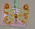  ( - BC ZSM Lep 17212)  @11 [ ] CreativeCommons - Attribution Non-Commercial Share-Alike (2010) Unspecified SNSB, Zoologische Staatssammlung Muenchen