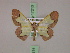  (Zamarada purimargo - BC ZSM Lep 17213)  @14 [ ] CreativeCommons - Attribution Non-Commercial Share-Alike (2010) Unspecified SNSB, Zoologische Staatssammlung Muenchen