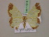  (Zamarada mashariki - BC ZSM Lep 17215)  @14 [ ] CreativeCommons - Attribution Non-Commercial Share-Alike (2010) Unspecified SNSB, Zoologische Staatssammlung Muenchen