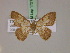  (Zamarada rubrifascia - BC ZSM Lep 17218)  @11 [ ] CreativeCommons - Attribution Non-Commercial Share-Alike (2010) Unspecified SNSB, Zoologische Staatssammlung Muenchen