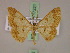  ( - BC ZSM Lep 17221)  @13 [ ] CreativeCommons - Attribution Non-Commercial Share-Alike (2010) Unspecified SNSB, Zoologische Staatssammlung Muenchen