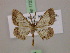  ( - BC ZSM Lep 17223)  @14 [ ] CreativeCommons - Attribution Non-Commercial Share-Alike (2010) Unspecified SNSB, Zoologische Staatssammlung Muenchen
