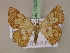 (Zamarada saburra - BC ZSM Lep 17225)  @14 [ ] CreativeCommons - Attribution Non-Commercial Share-Alike (2010) Unspecified SNSB, Zoologische Staatssammlung Muenchen