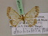  ( - BC ZSM Lep 17226)  @11 [ ] CreativeCommons - Attribution Non-Commercial Share-Alike (2010) Unspecified SNSB, Zoologische Staatssammlung Muenchen