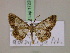  (Zamarada fessa - BC ZSM Lep 17228)  @11 [ ] CreativeCommons - Attribution Non-Commercial Share-Alike (2010) Unspecified SNSB, Zoologische Staatssammlung Muenchen