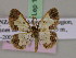  ( - BC ZSM Lep 17229)  @11 [ ] CreativeCommons - Attribution Non-Commercial Share-Alike (2010) Unspecified SNSB, Zoologische Staatssammlung Muenchen