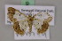  ( - BC ZSM Lep 17231)  @13 [ ] CreativeCommons - Attribution Non-Commercial Share-Alike (2010) Unspecified SNSB, Zoologische Staatssammlung Muenchen