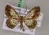  (Zamarada differens - BC ZSM Lep 17232)  @14 [ ] CreativeCommons - Attribution Non-Commercial Share-Alike (2010) Unspecified SNSB, Zoologische Staatssammlung Muenchen