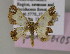  ( - BC ZSM Lep 17233)  @13 [ ] CreativeCommons - Attribution Non-Commercial Share-Alike (2010) Unspecified SNSB, Zoologische Staatssammlung Muenchen