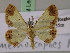  ( - BC ZSM Lep 17234)  @13 [ ] CreativeCommons - Attribution Non-Commercial Share-Alike (2010) Unspecified SNSB, Zoologische Staatssammlung Muenchen