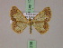  (Zamarada seydeli - BC ZSM Lep 17235)  @13 [ ] CreativeCommons - Attribution Non-Commercial Share-Alike (2010) Unspecified SNSB, Zoologische Staatssammlung Muenchen