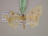  ( - BC ZSM Lep 17238)  @13 [ ] CreativeCommons - Attribution Non-Commercial Share-Alike (2010) Unspecified SNSB, Zoologische Staatssammlung Muenchen
