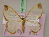  ( - BC ZSM Lep 17240)  @11 [ ] CreativeCommons - Attribution Non-Commercial Share-Alike (2010) Unspecified SNSB, Zoologische Staatssammlung Muenchen