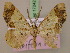  ( - BC ZSM Lep 17242)  @11 [ ] CreativeCommons - Attribution Non-Commercial Share-Alike (2010) Unspecified SNSB, Zoologische Staatssammlung Muenchen