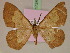  (Zamarada kiellandiiMS04Tz - BC ZSM Lep 17245)  @11 [ ] CreativeCommons - Attribution Non-Commercial Share-Alike (2010) Unspecified SNSB, Zoologische Staatssammlung Muenchen