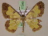  (Zamarada lima - BC ZSM Lep 17248)  @13 [ ] CreativeCommons - Attribution Non-Commercial Share-Alike (2010) Unspecified SNSB, Zoologische Staatssammlung Muenchen